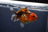 Yuan Bao Oranda  Calico 4 Inch (ID#1206To10b-79) Free2Day SHIPPING