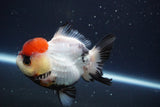 Short Body Thai Oranda  Tricolor 4 Inch (ID#902To14a-78)