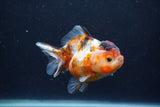 Yuan Bao Oranda  Calico 4 Inch (ID#1231Yb10b-60) Free2Day SHIPPING