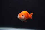 Baby Ranchu  Sakura 2.5 Inch (ID#1231R9c-34) Free2Day SHIPPING