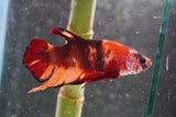 Nemo   Koi Plakat Male Betta (ID#801-M120) Free2Day SHIPPING