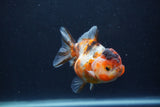 Yuan Bao Oranda  Calico 4 Inch (ID#1231Yb10b-60) Free2Day SHIPPING