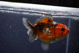 Yuan Bao Oranda  Calico 4 Inch (ID#1206To10b-79) Free2Day SHIPPING