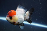 Short Body Thai Oranda  Tricolor 4 Inch (ID#902To14a-78)