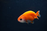 Baby Ranchu  Sakura 2.5 Inch (ID#1231R9c-34) Free2Day SHIPPING