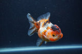 Yuan Bao Oranda  Calico 4 Inch (ID#1231Yb10b-60) Free2Day SHIPPING