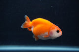 Baby Ranchu  Sakura 2.5 Inch (ID#1231R9c-34) Free2Day SHIPPING