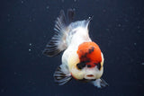 Short Body Thai Oranda  Tricolor 4 Inch (ID#902To14a-78)