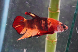 Nemo   Koi Plakat Male Betta (ID#801-M120) Free2Day SHIPPING