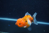 Yuan Bao Oranda  Calico 4 Inch (ID#1206To10b-80) Free2Day SHIPPING