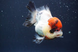 Short Body Thai Oranda  Tricolor 4 Inch (ID#902To14a-78)