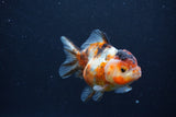 Yuan Bao Oranda  Calico 4 Inch (ID#1231Yb10b-60) Free2Day SHIPPING