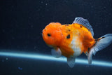 Yuan Bao Oranda  Calico 4 Inch (ID#1206To10b-80) Free2Day SHIPPING