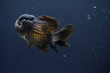 Short Body Thai Oranda  Bronze 3.5 Inch (ID#1008To14b-68) Free2Day SHIPPING