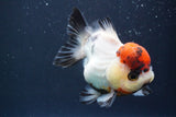 Short Body Thai Oranda  Tricolor 4 Inch (ID#902To14a-78)