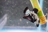 Black   Samurai Plakat Male Betta (ID#801-M121) Free2Day SHIPPING