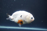 Milk Cow Ranchu  Calico 4 Inch (ID#1004R9a-63) Free2Day SHIPPING