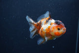 Yuan Bao Oranda  Calico 4 Inch (ID#1231Yb10b-60) Free2Day SHIPPING