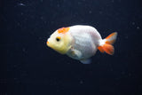 Baby Ranchu  Red White 2.5 Inch (ID#1231R9c-35) Free2Day SHIPPING