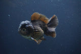 Short Body Thai Oranda  Bronze 3.5 Inch (ID#1008To14b-68) Free2Day SHIPPING