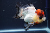 Short Body Thai Oranda  Tricolor 4 Inch (ID#902To14a-78)