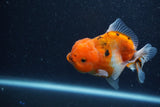 Yuan Bao Oranda  Calico 4 Inch (ID#1206To10b-80) Free2Day SHIPPING