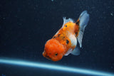 Yuan Bao Oranda  Calico 4 Inch (ID#1206To10b-80) Free2Day SHIPPING