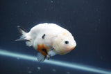 Milk Cow Ranchu  Calico 4 Inch (ID#1004R9a-63) Free2Day SHIPPING