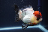 Short Body Thai Oranda  Tricolor 4 Inch (ID#902To14a-78)