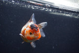 Yuan Bao Oranda  Calico 4 Inch (ID#1231Yb10b-60) Free2Day SHIPPING