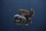 Short Body Thai Oranda  Bronze 3.5 Inch (ID#1008To14b-68) Free2Day SHIPPING