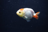 Baby Ranchu  Red White 2.5 Inch (ID#1231R9c-35) Free2Day SHIPPING