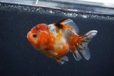 Yuan Bao Oranda  Calico 4 Inch (ID#1231Yb10b-60) Free2Day SHIPPING