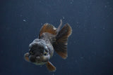 Short Body Thai Oranda  Bronze 3.5 Inch (ID#1008To14b-68) Free2Day SHIPPING