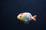 Baby Ranchu  Red White 2.5 Inch (ID#1231R9c-35) Free2Day SHIPPING