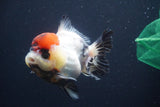 Short Body Thai Oranda  Tricolor 4 Inch (ID#902To14a-78)