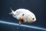 Milk Cow Ranchu  Calico 4 Inch (ID#1004R9a-63) Free2Day SHIPPING