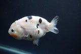 Milk Cow Ranchu  Calico 4 Inch (ID#1004R9a-63) Free2Day SHIPPING