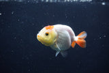 Baby Ranchu  Red White 2.5 Inch (ID#1231R9c-35) Free2Day SHIPPING