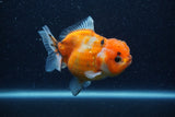 Yuan Bao Oranda  Calico 4 Inch (ID#1206To10b-80) Free2Day SHIPPING