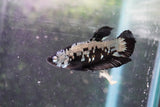 Black   Samurai Plakat Male Betta (ID#801-M121) Free2Day SHIPPING