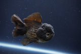 Short Body Thai Oranda  Bronze 3.5 Inch (ID#1008To14b-68) Free2Day SHIPPING