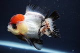 Short Body Thai Oranda  Tricolor 4 Inch (ID#902To14a-78)