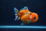 Yuan Bao Oranda  Calico 4 Inch (ID#1206To10b-80) Free2Day SHIPPING