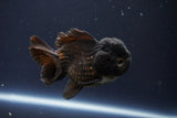 Short Body Thai Oranda  Bronze 3.5 Inch (ID#1008To14b-68) Free2Day SHIPPING