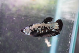 Black   Samurai Plakat Male Betta (ID#801-M121) Free2Day SHIPPING