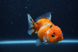 Yuan Bao Oranda  Calico 4 Inch (ID#1206To10b-80) Free2Day SHIPPING