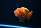 Ranchu  Red White 3.5 Inch (ID#1112R5c-107) Free2Day SHIPPING