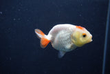 Baby Ranchu  Red White 2.5 Inch (ID#1231R9c-35) Free2Day SHIPPING