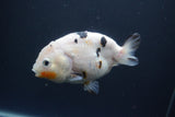 Milk Cow Ranchu  Calico 4 Inch (ID#1004R9a-63) Free2Day SHIPPING